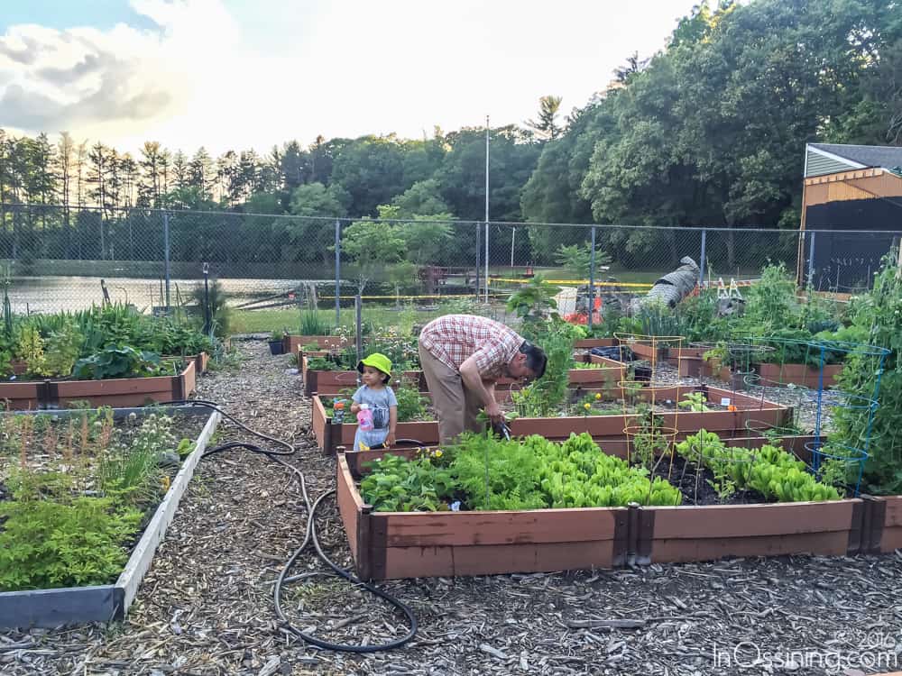 ossining-community-garden-spring