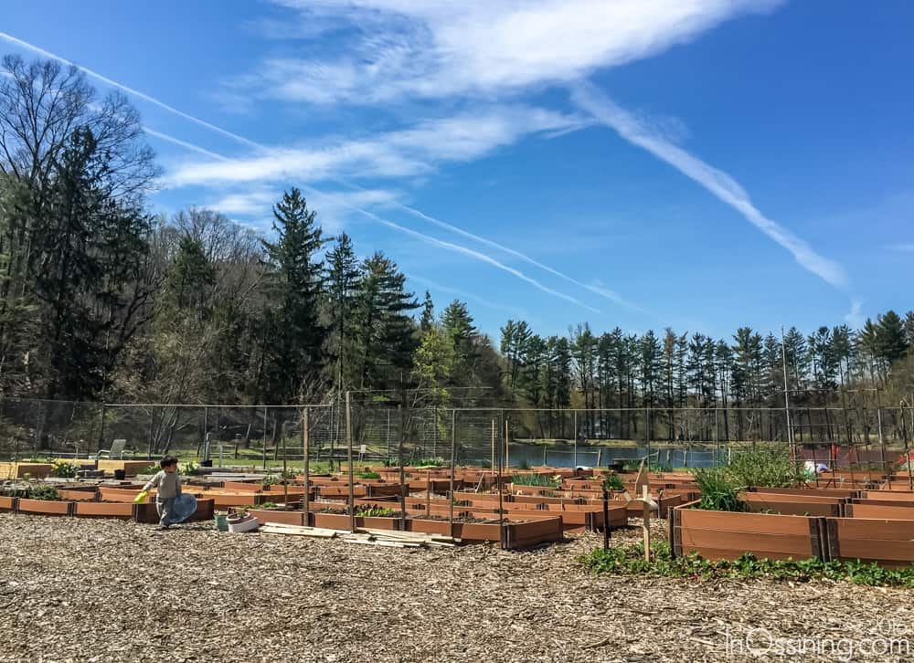 ossining-community-garden