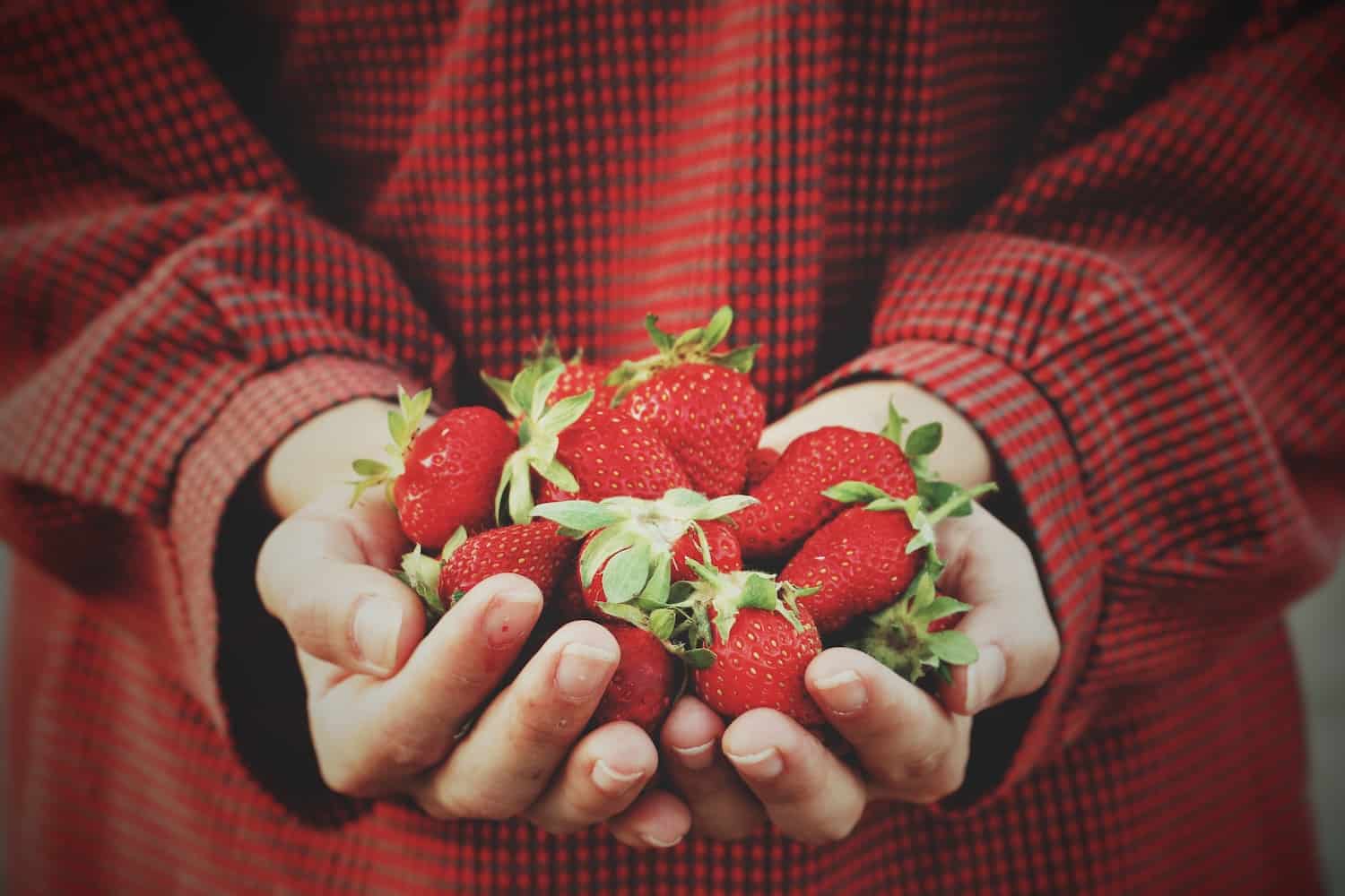 Berries Tasting