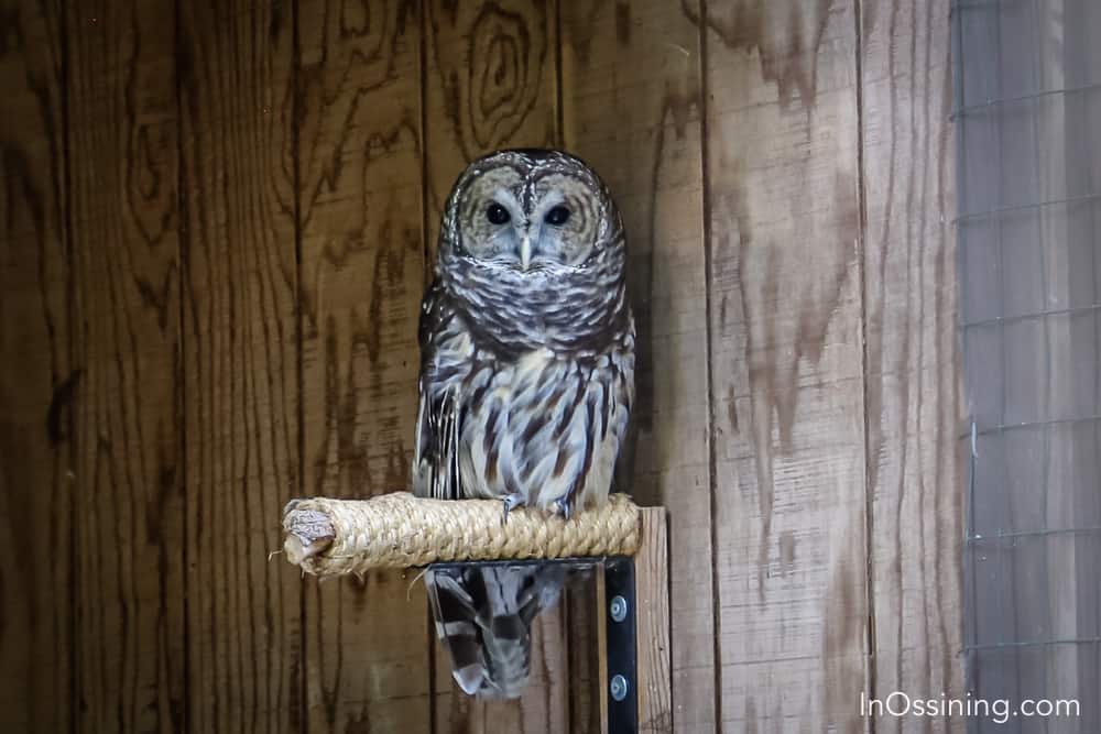 Teatown Owl