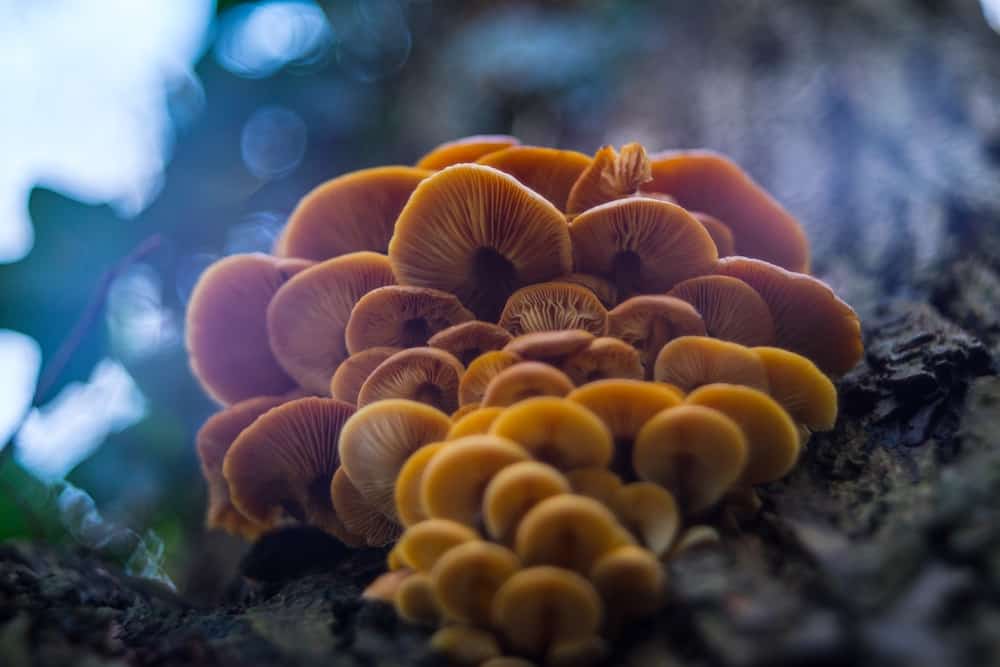 Mushrooms Search
