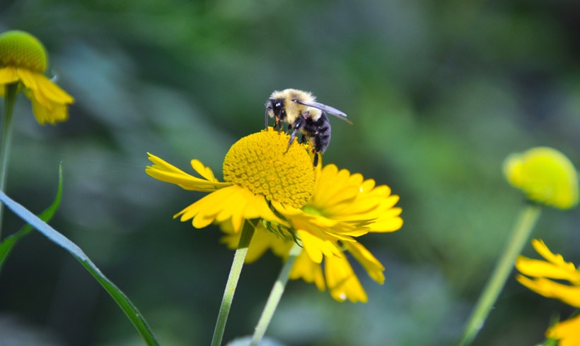 Make Your Own Bee Hotel