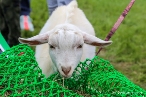 Goat at Earth Day